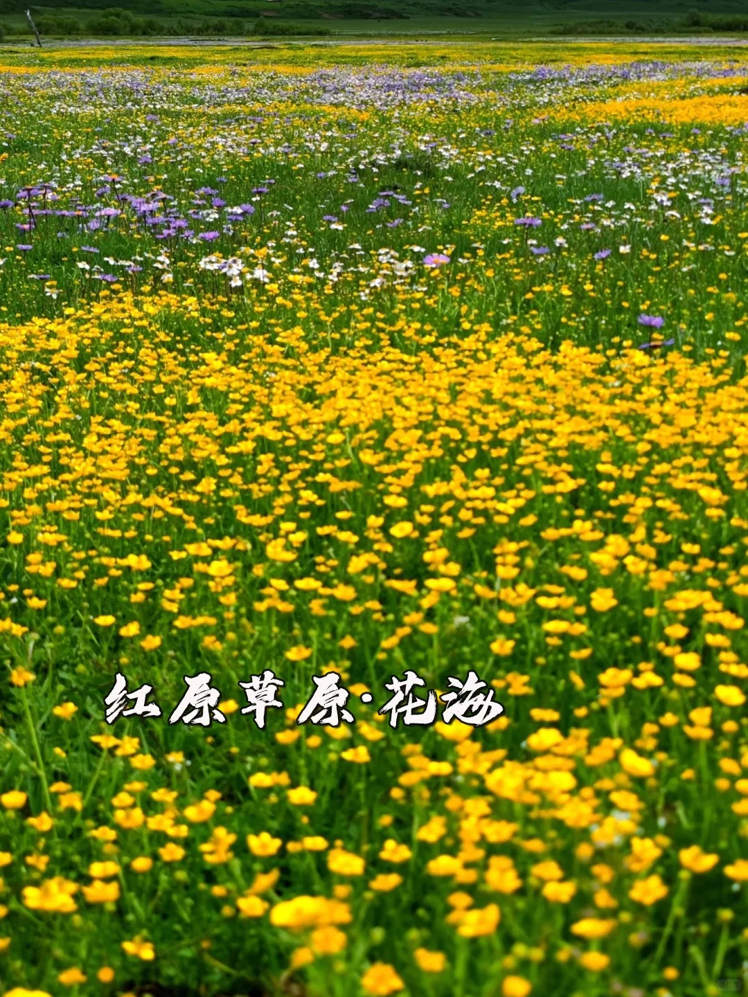 阿坝——红原草原，铺展在天地间的壮美史诗_6_乐乐旅行记_红原草原-来自52tours 我爱旅游网
